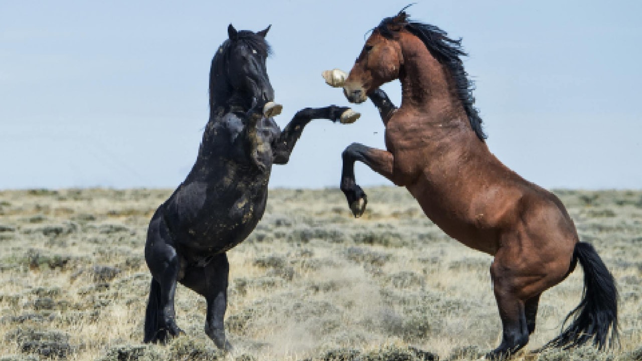 ¿Eres un líder nato?, descúbrelo con este test de personalidad sobre caballos