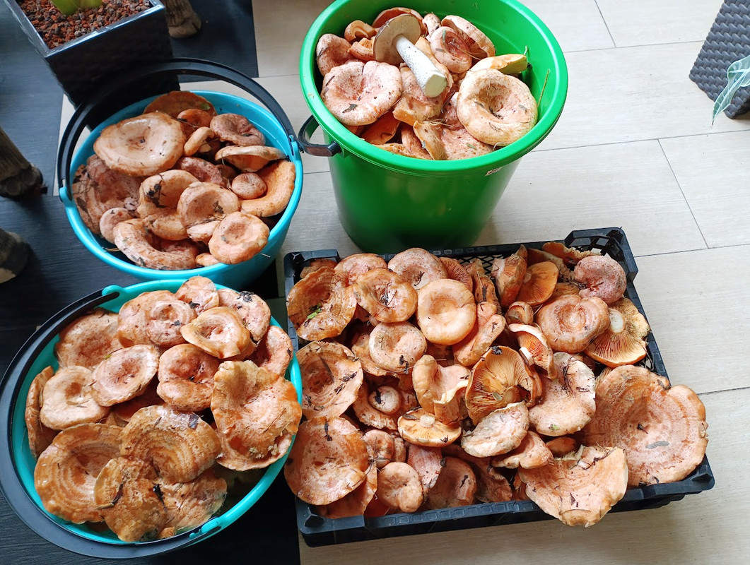 IMG_20230908_132545-fotor-2023090819555