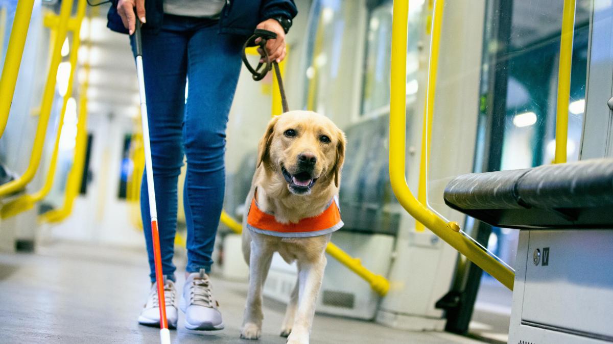 Perros de Asistencia