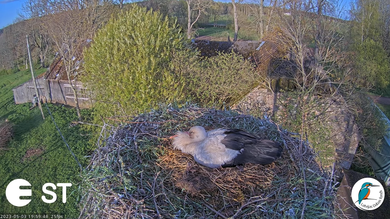 Baltie stārķi (Ciconia ciconia) Tukuma novadā - LDF tiešraide __ White storks in Tukums, Latvia 17-2