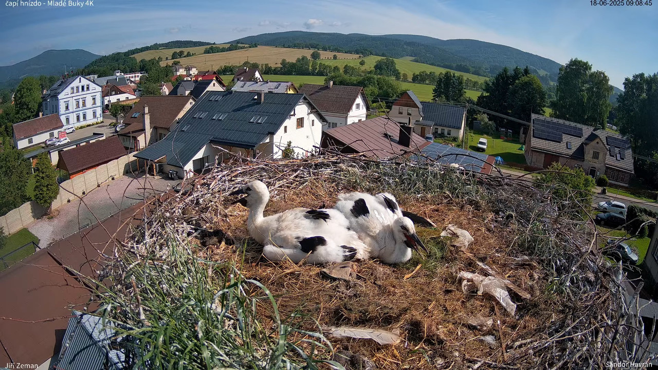 Tiešraides kamera — Mladé Buky — stārķa ligzda 4K 9-32-55 screenshot