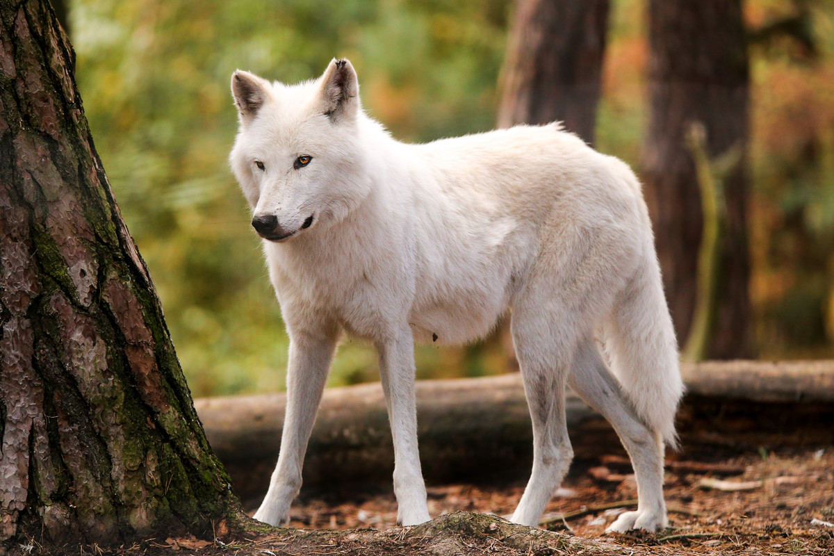 beautiful-creature-by-quiet-bliss-daqhtn2.jpg