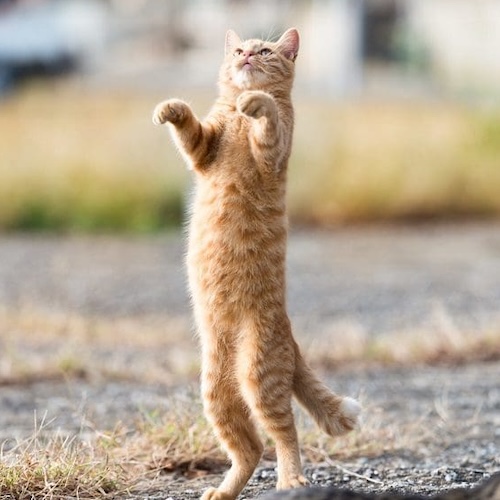 Cat standing on hind legs album cover