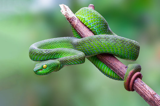 Tree Snake Images Browse 149 508