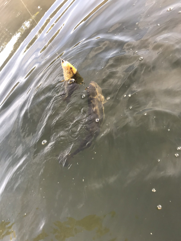 9C3BFA72-FCD1-4EDE-8C29-BE3164BC35E5