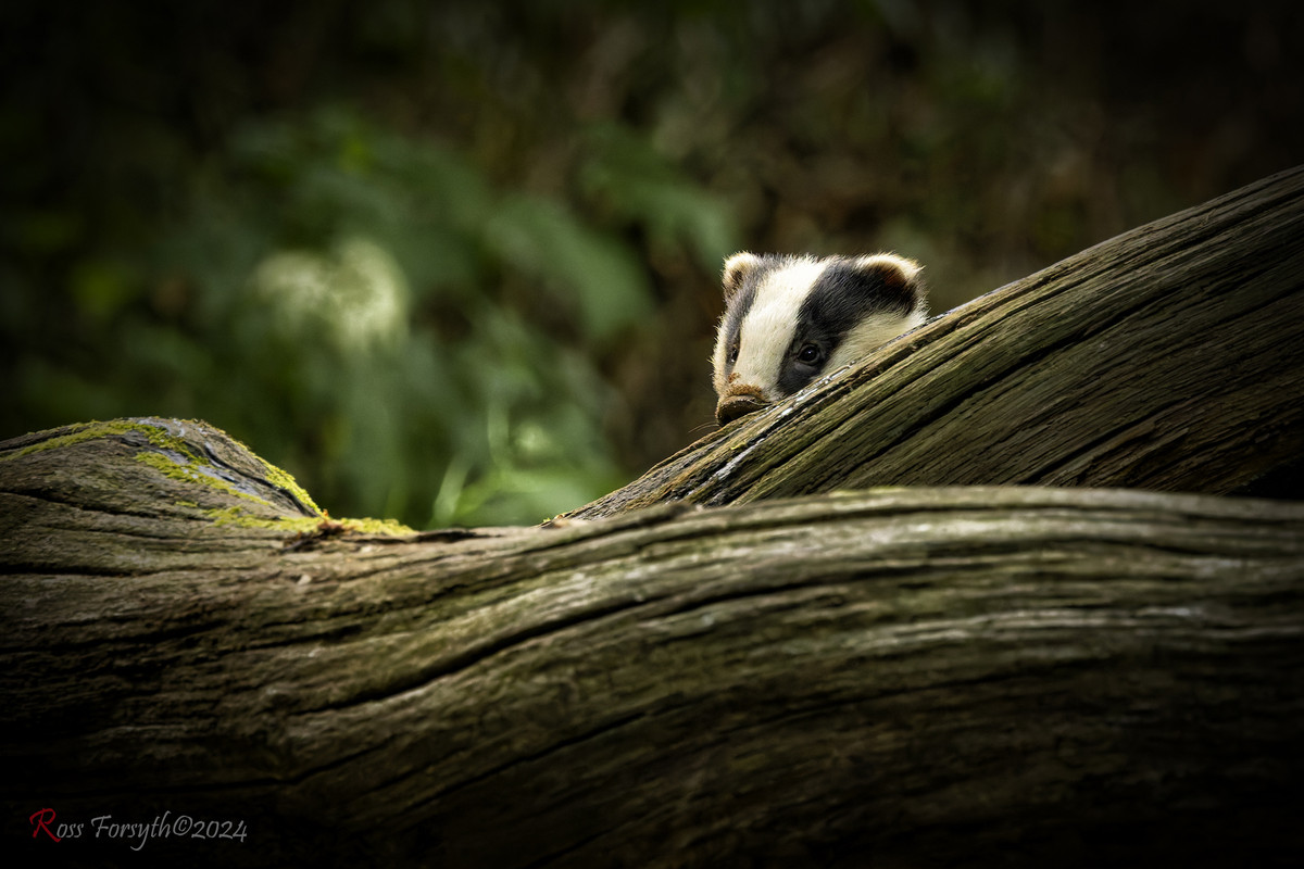 20240626-_5RF0305-CR3