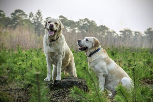 Sustainable Pet Food Container