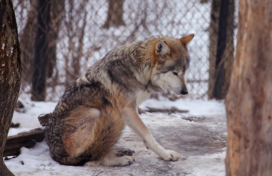 Волк сидит картинка