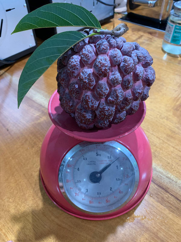 aaaa purple sugar apple
