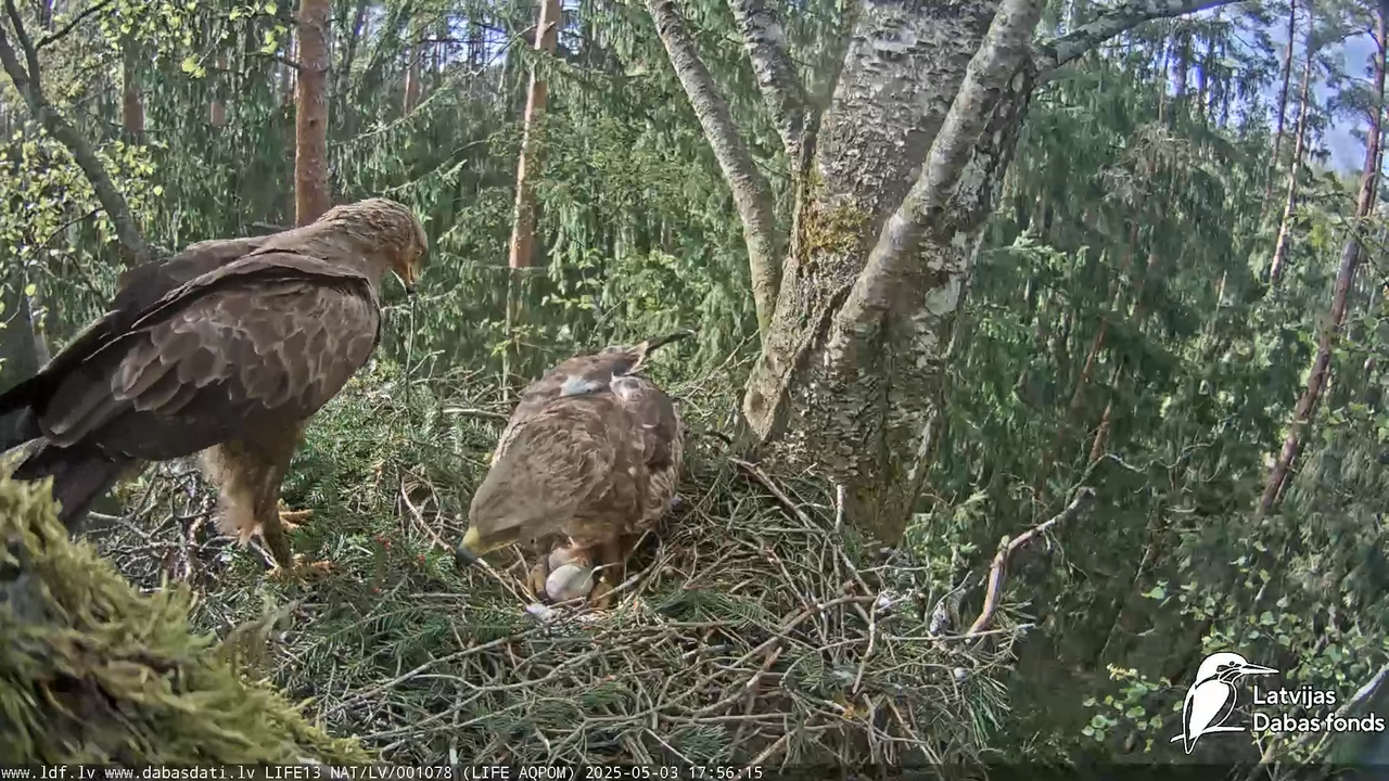 Mazais ērglis (Clanga pomarina), ligzda bērzā 13-27-5 screenshot