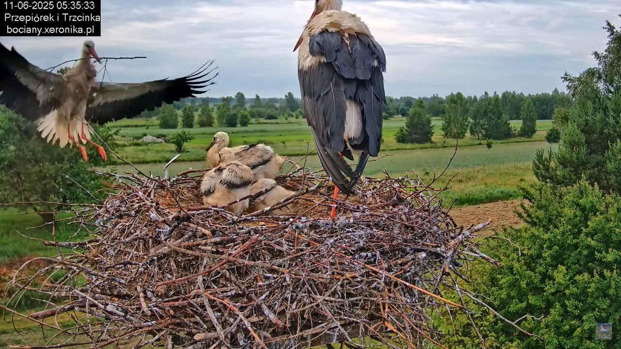 11062025bociany7