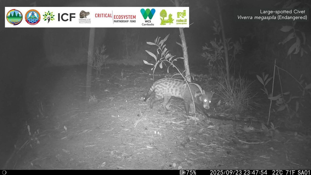 koh kong camera traps endangered species cambodia news 2026 3454354