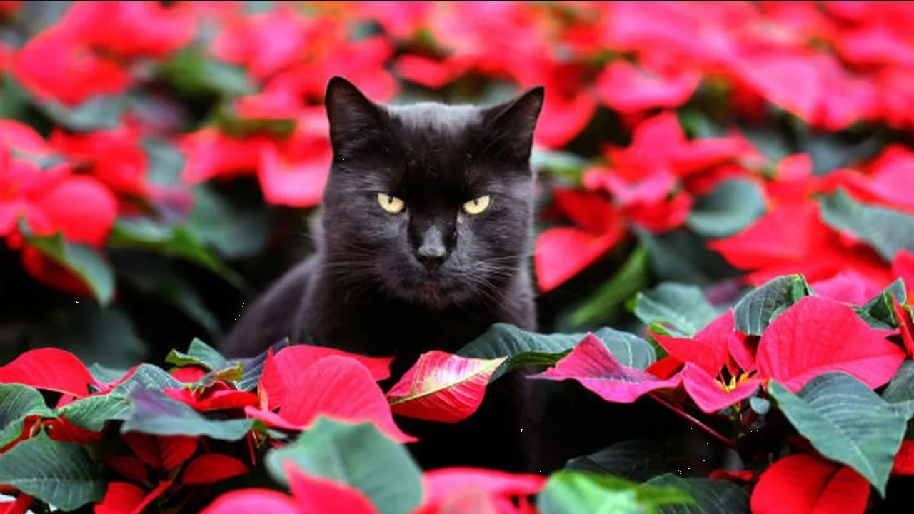 Significado del Viernes 13 en el amor ¿es de buena suerte?