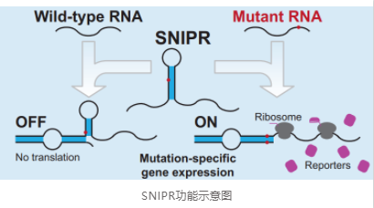 SNIPRs_2