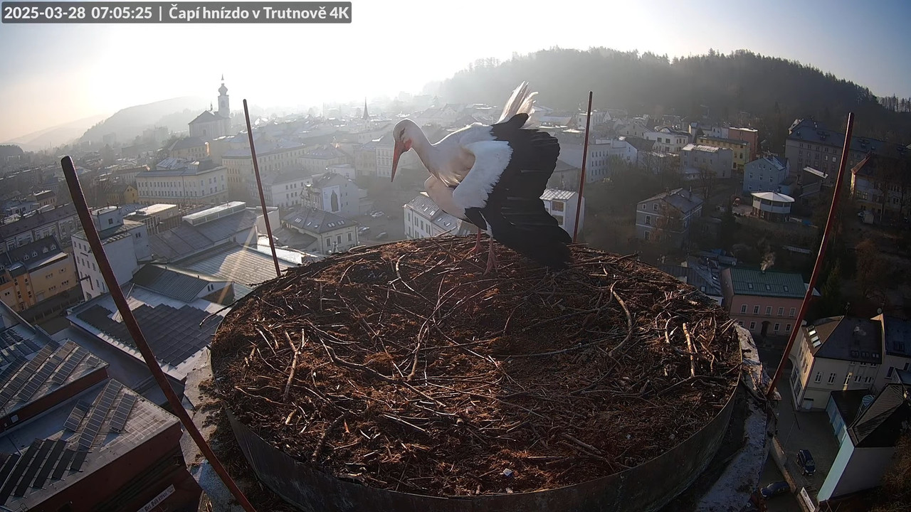 Tiešraidē no stārķa ligzdas uz alus darītavas skursteņa Trutnovā 9-10-46 screenshot
