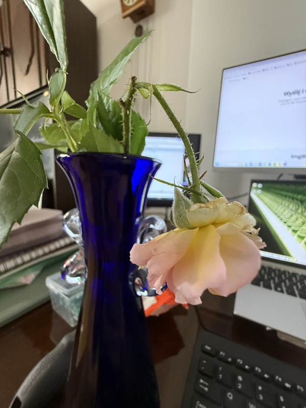 opadające kwiaty, wyłamujące się łodygi