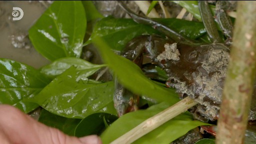 Discovery HD English (1)