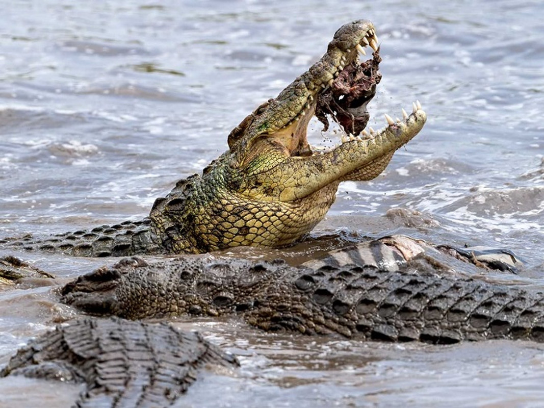 Captan a un cocodrilo devorando a una cebra entera