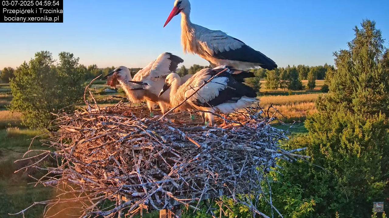 03072025bociany6