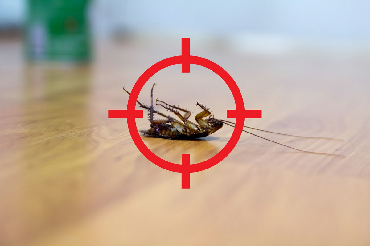 ¿Qué producto químico se usa para fumigar cucarachas? Aquí te damos el truco