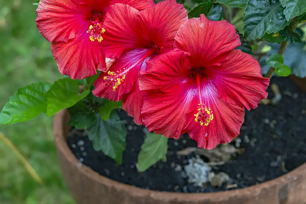 Hibiscus powder