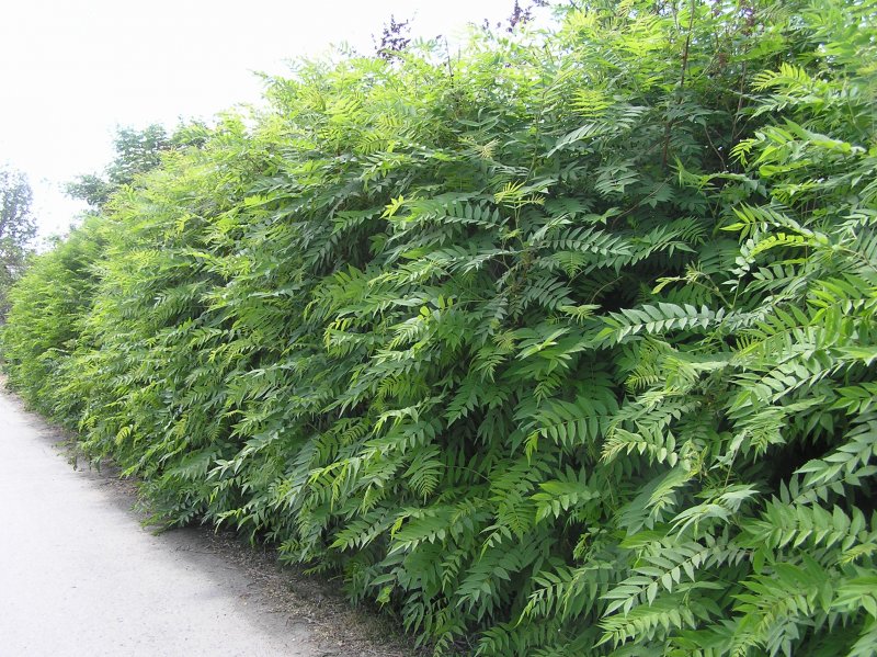 93874_800x599_P6040045