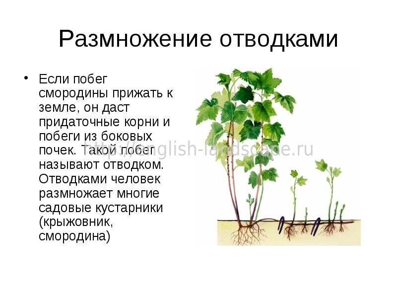 Размножение смородины альпийской главные способы и рекомендации по посадке