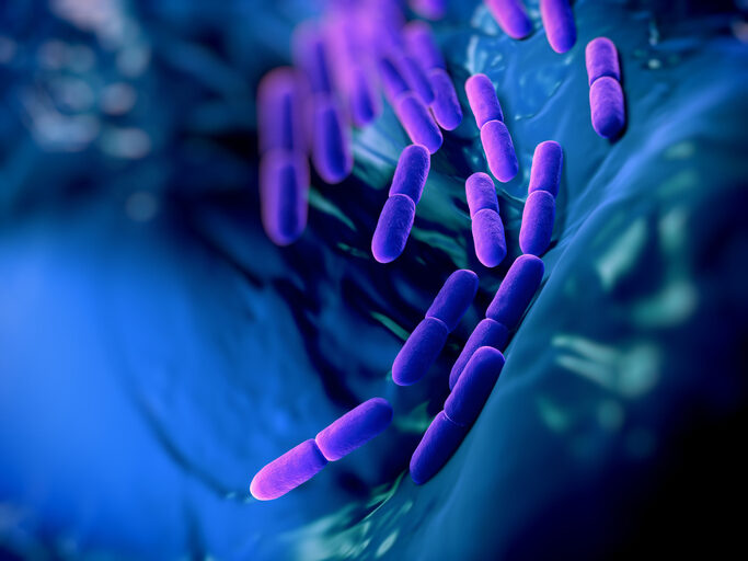 Probiotic Lactic Bacteria Research