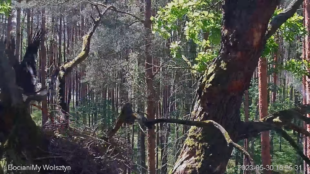 Zrzut ekranu (15790)