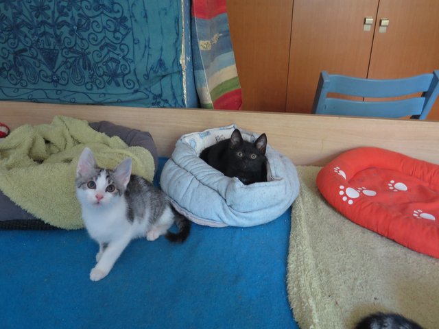 Slika