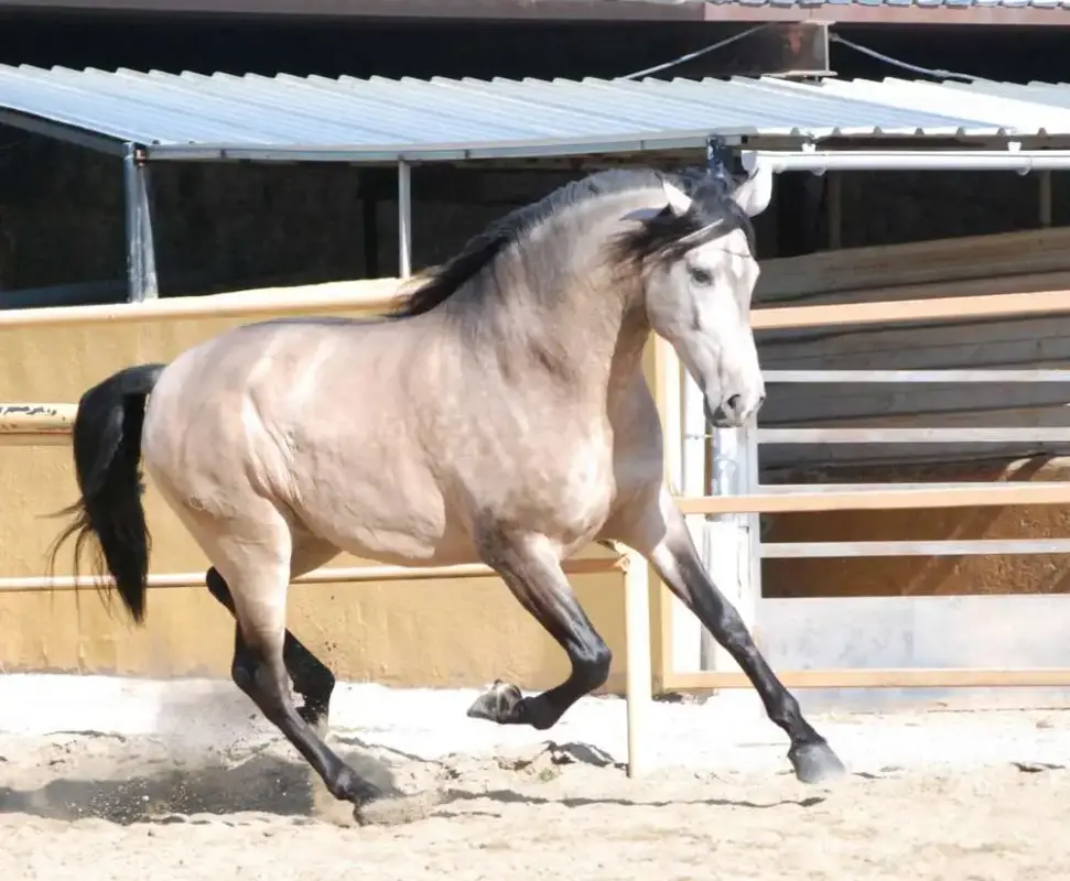 pre-caballo.webp