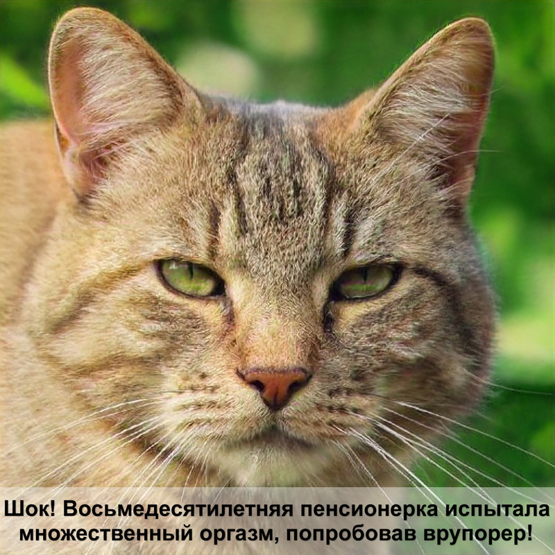 черепаховая кошка окраска шерсти