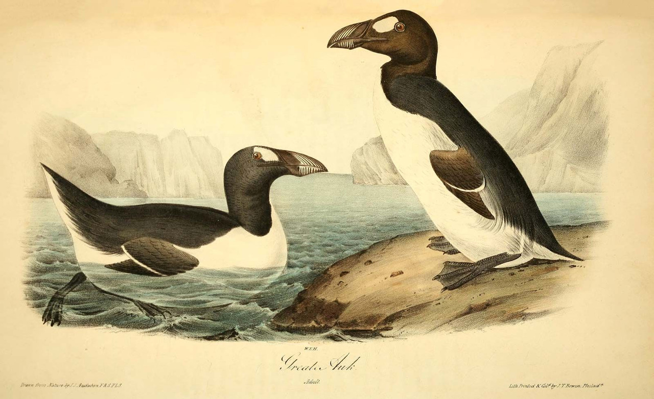 Great auk lithograph illustration John James Audubon