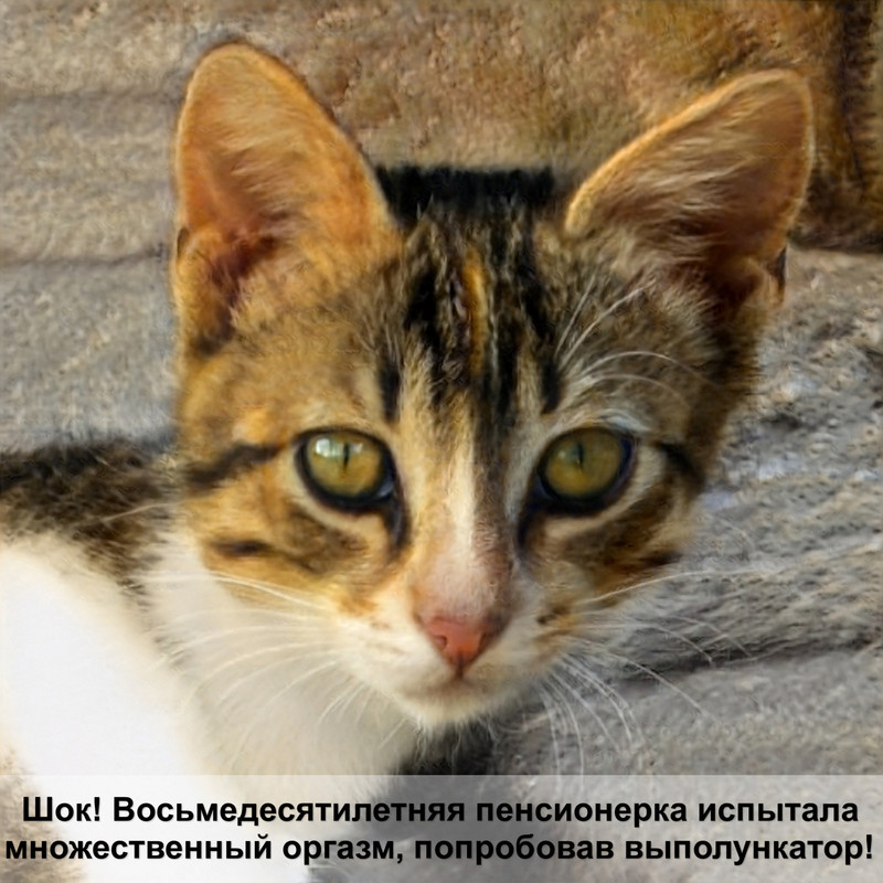 генетика осветленных окрасов кошек