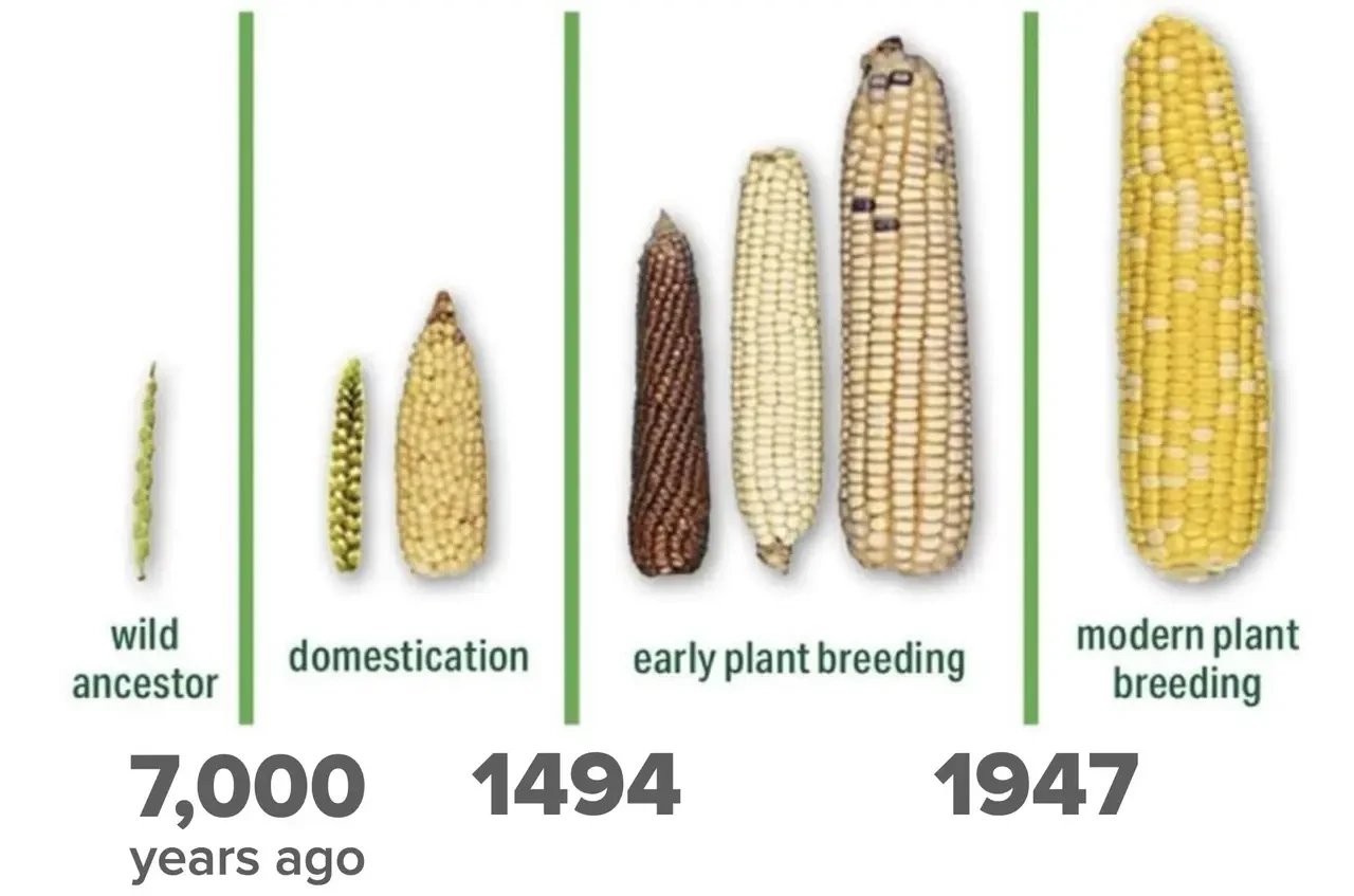 corn-ancestor