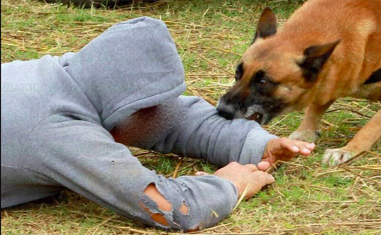 Muere mujer en Los Angeles tras ser atacada por sus cuatro perros