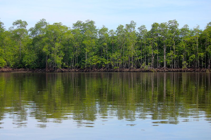 DIA 13: EXCURSIÓN DE UN DÍA A CORCOVADO - DE TORTUGAS Y PEREZOSOS. COSTA RICA 2019 (10)