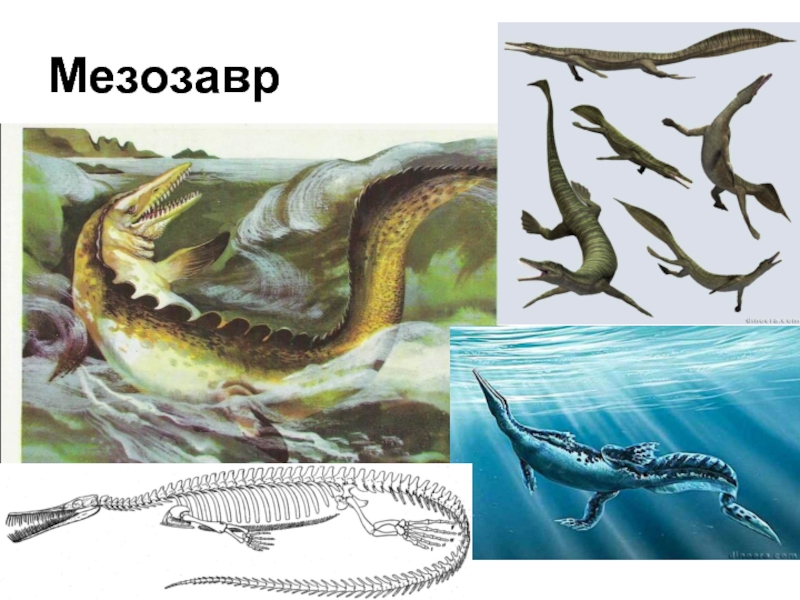 2acb8ed0a078949ef5947ef3321318b4-800x