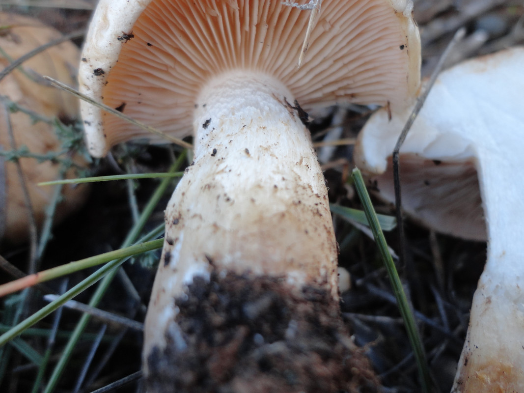 HEBELOMA (Encinas)DSC02345