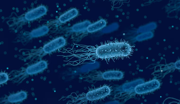Deep-sea chemosynthetic microbes