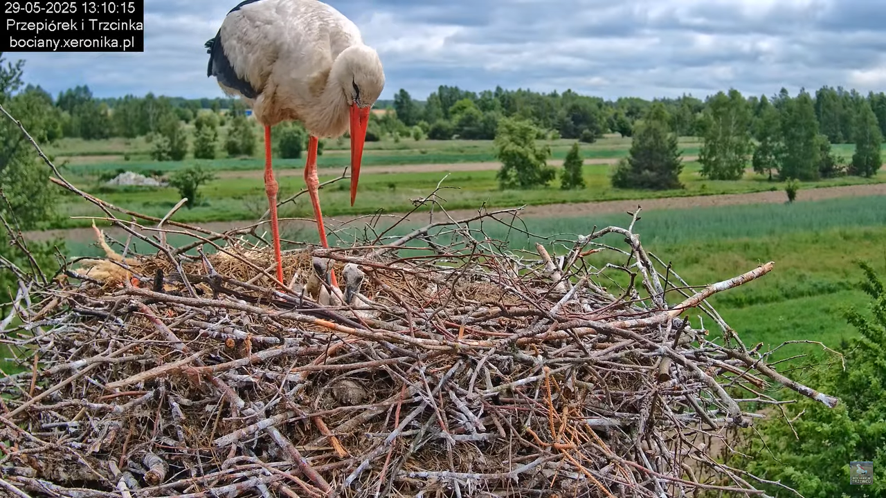 29052025bociany13
