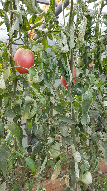 калманс20190803_101649