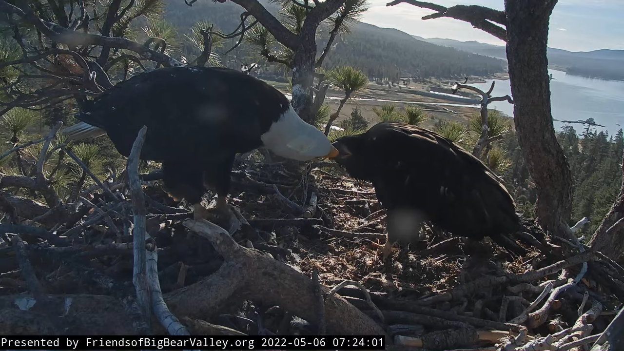 Big Bear Bald Eagle Live Nest Cam 13-0-1 screenshot (1)