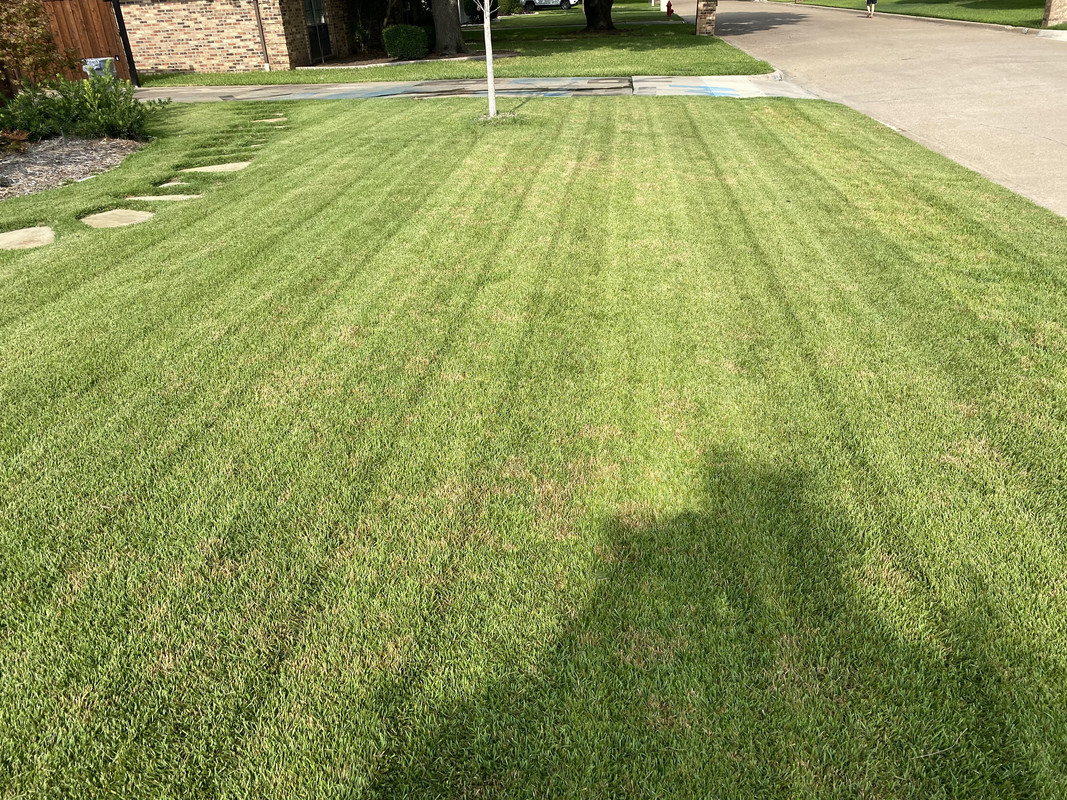 Zoysia Palisades brown spots Lawn Care Forum