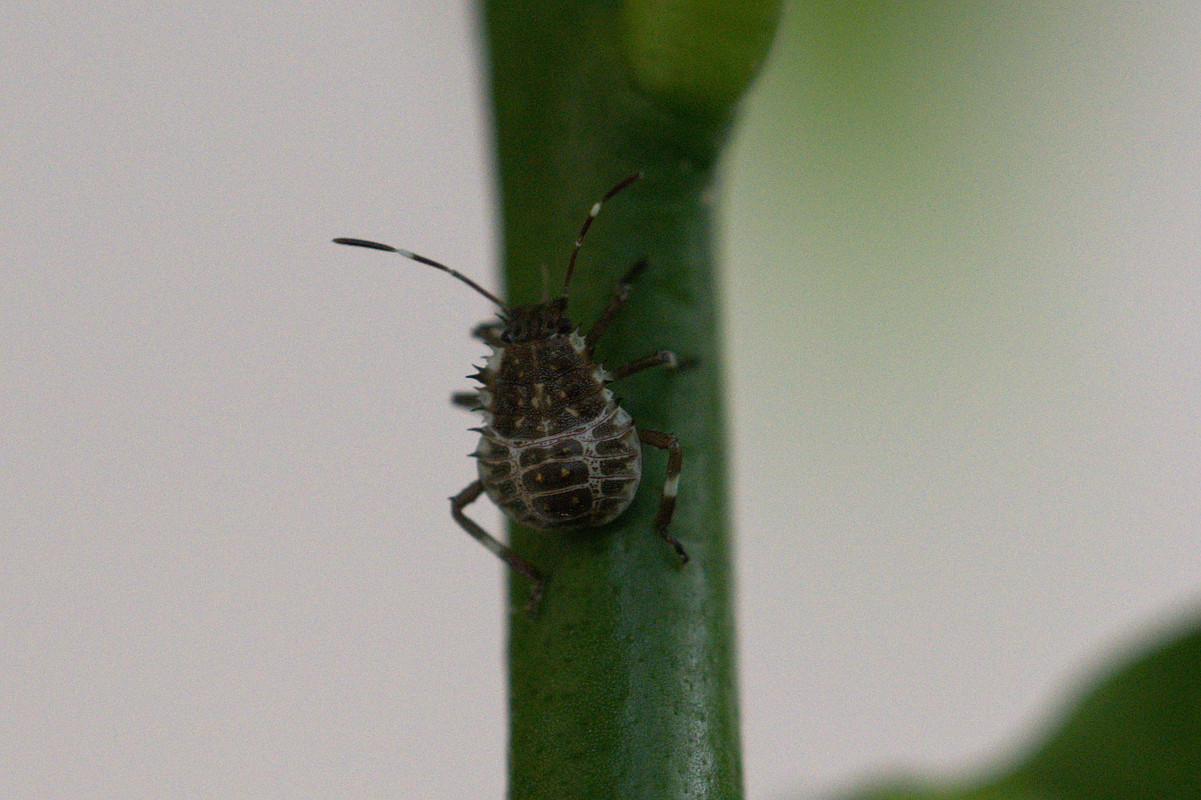 l_i1250_1-500_20200728T201127_009