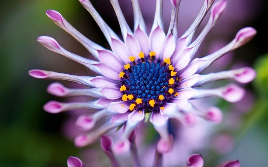 Osteospermum: цветок, танцующий за солнцем и меняющий оттенки за ночь Osteospermum: цветок, танцующий за солнцем и меняющий оттенки за ночь