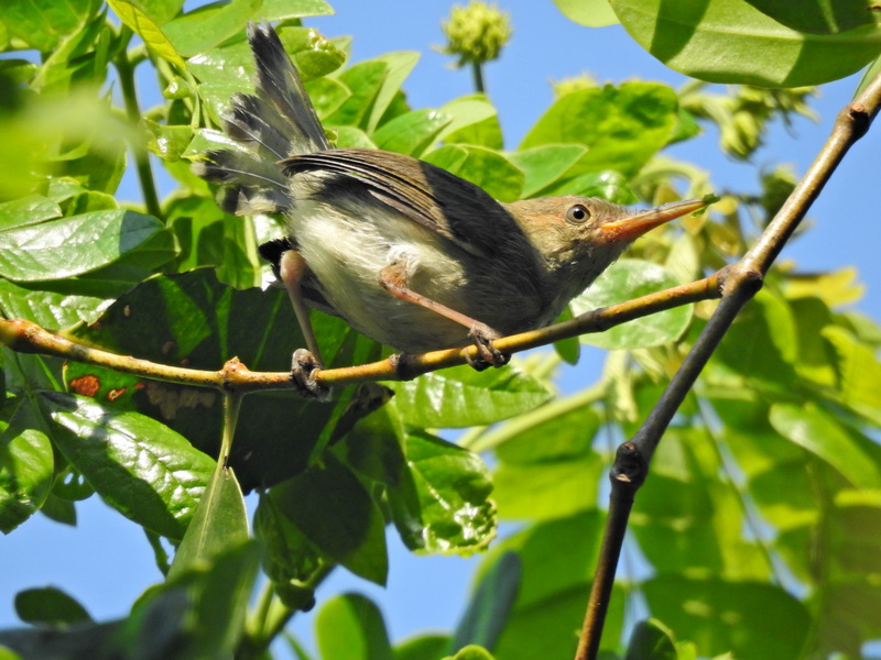 краснощекая портниха