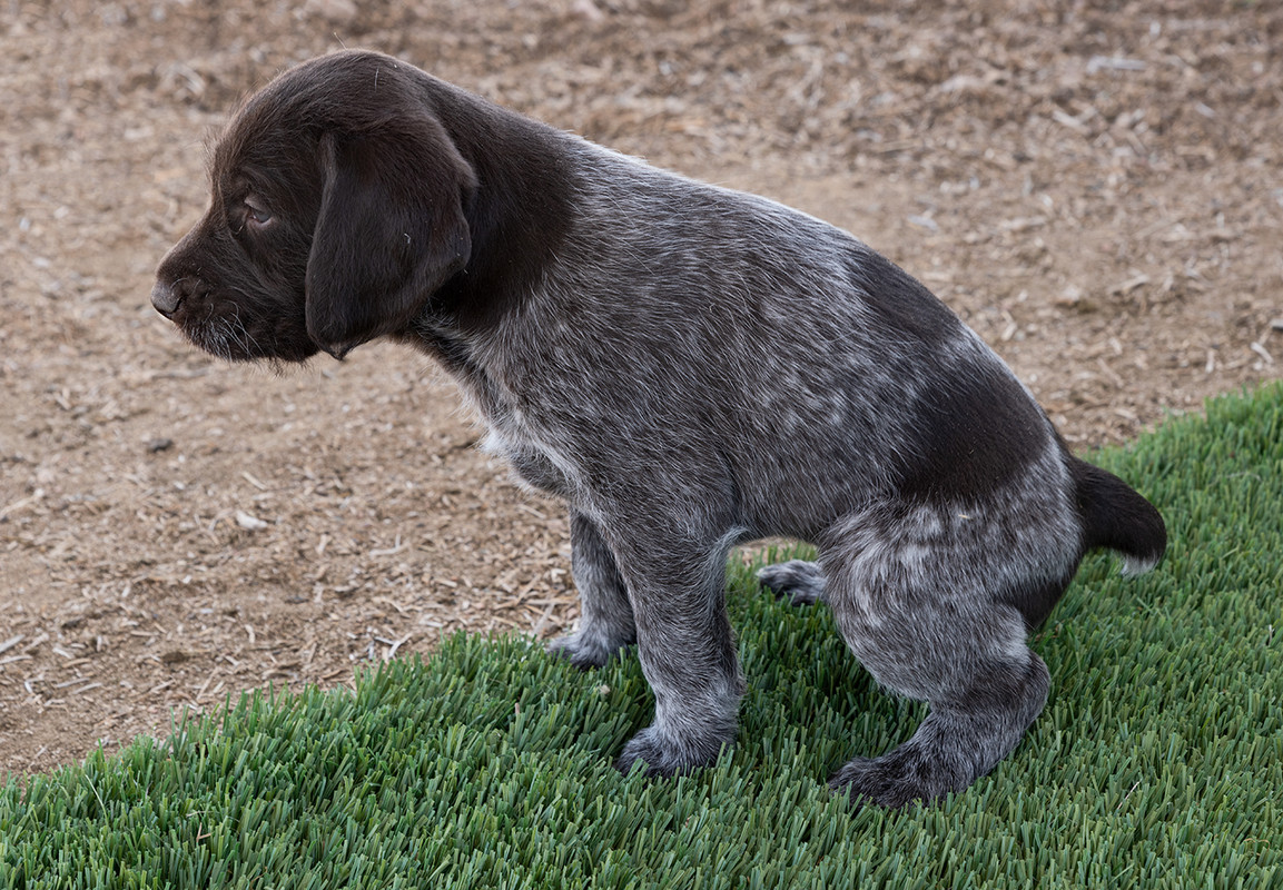 clover1400Puppies4-25-2019_0157