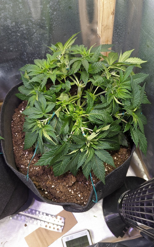 IMG_20240419_110538_(1200_x_1920_piksel)