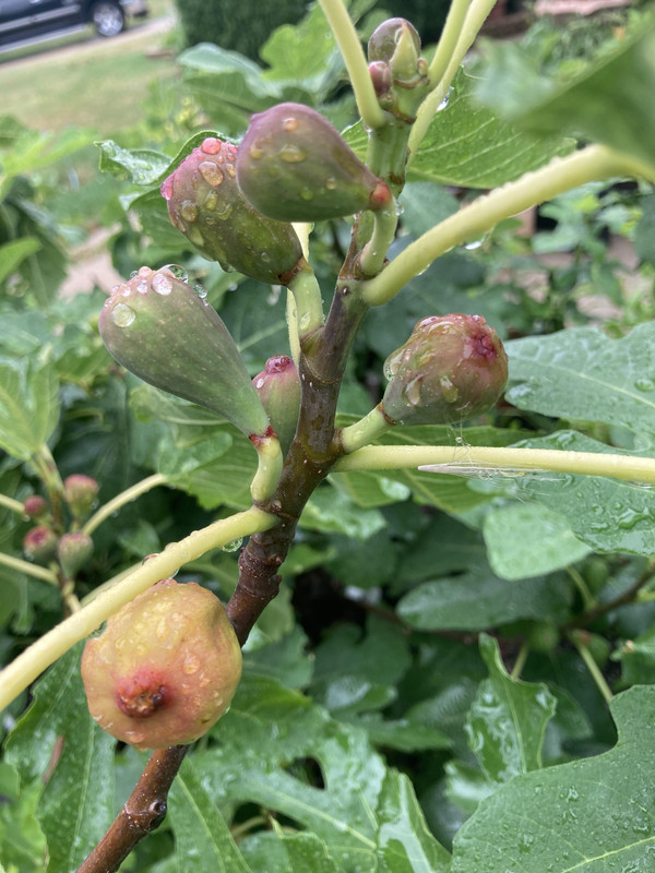 Fort Mill Dark 2020 07 16Buy 3 years at 70% off Zoom Download original image